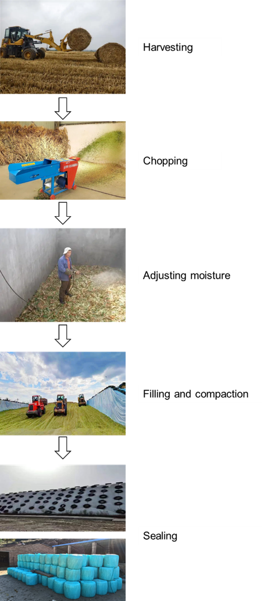 Figure 6. The process of preparing rice straw silage