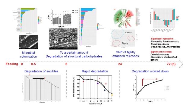 Microbial colonisation and degradation of rice straw in the rumen (Cheng et al., 2017)
