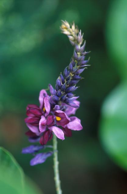 Flower of Pueraria montana