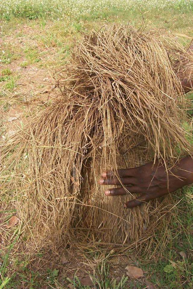 Fonio (Digitaria exilis) plant wilting on the field