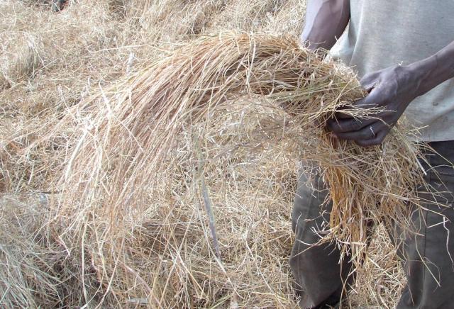 Sheaf of wilted fonio before threshing