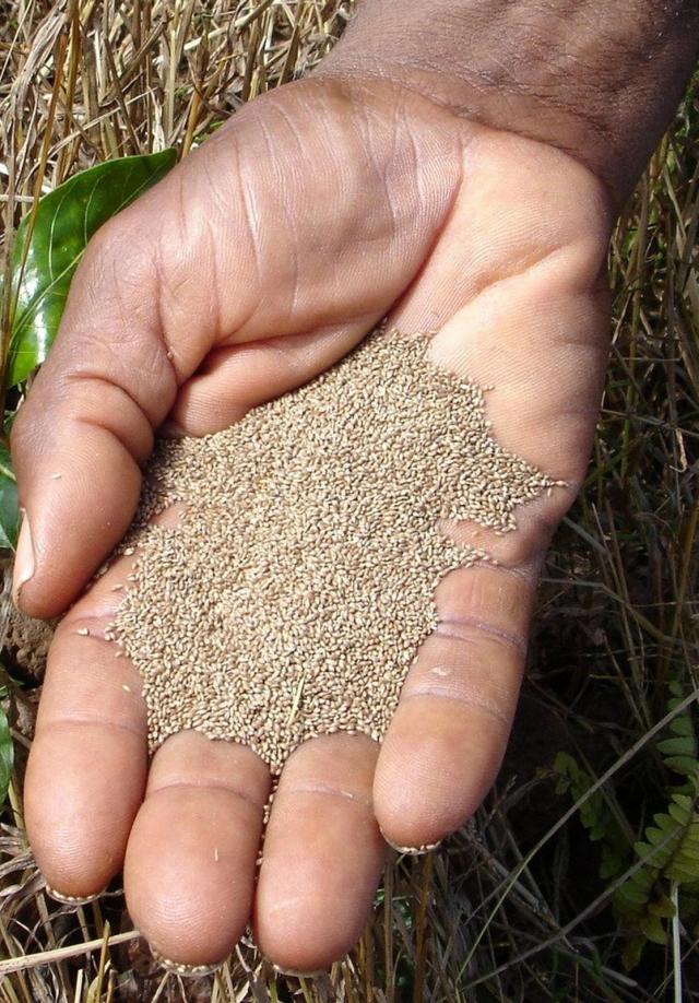 Handful of undehulled fonio (Digitaria exilis) grain