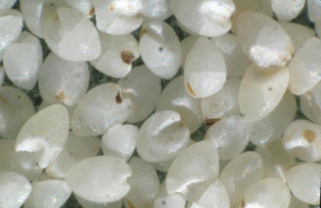 Whitened fonio grain