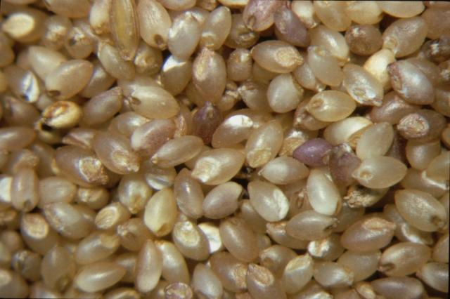 Dehulled fonio grain