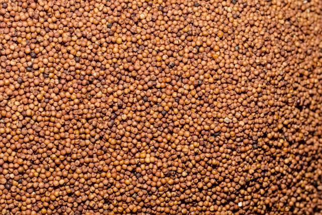 Grains of finger millet