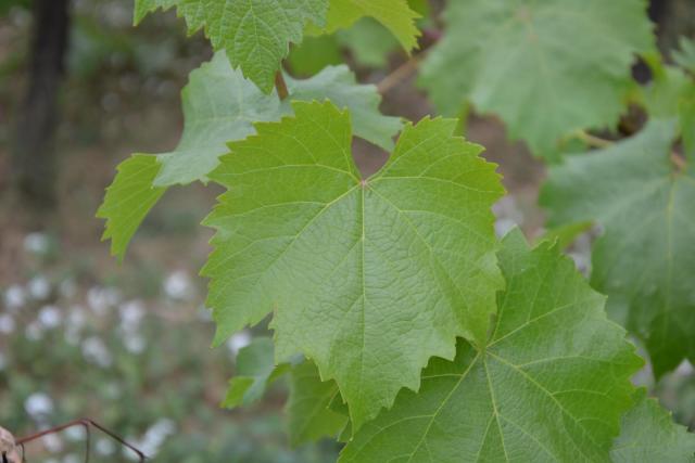 Grape leaves, cépage Grolleau noir