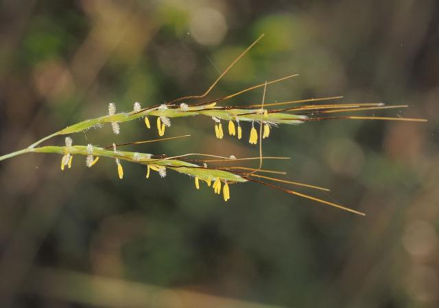 Common Thatching grass (Hyparrhenia hirta) flowers, Caceres, Spain ...