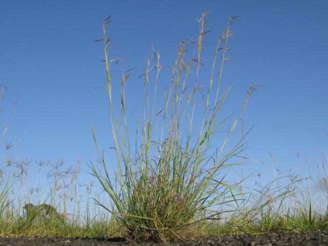 Common Thatching grass (Hyparrhenia hirta) habit