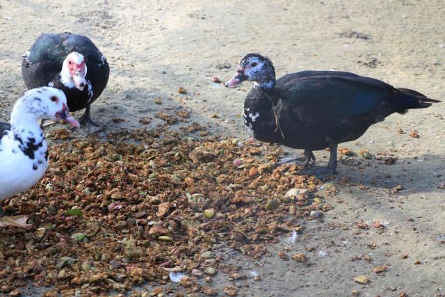 Ducks eating apple pomace