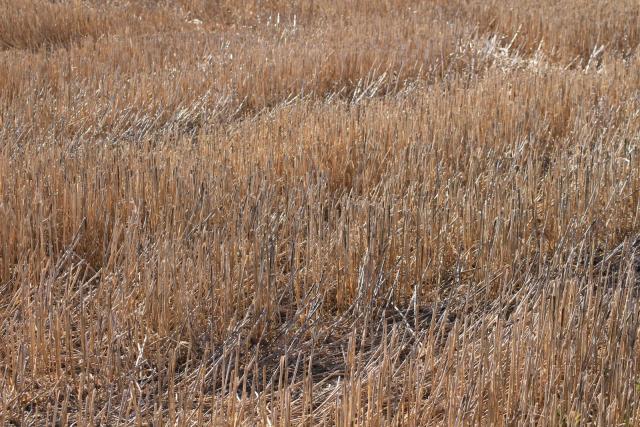 Wheat stubble