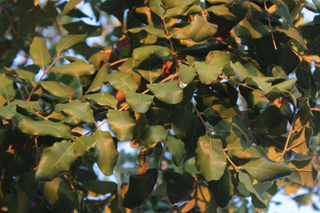 Carob (Ceratonia siliqua), leaves, Dubrovnik, Croatia