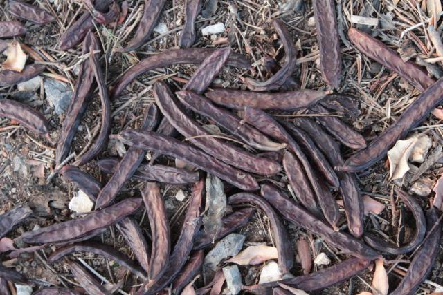 Carob (Ceratonia siliqua), pods, Dubrovnik, Croatia