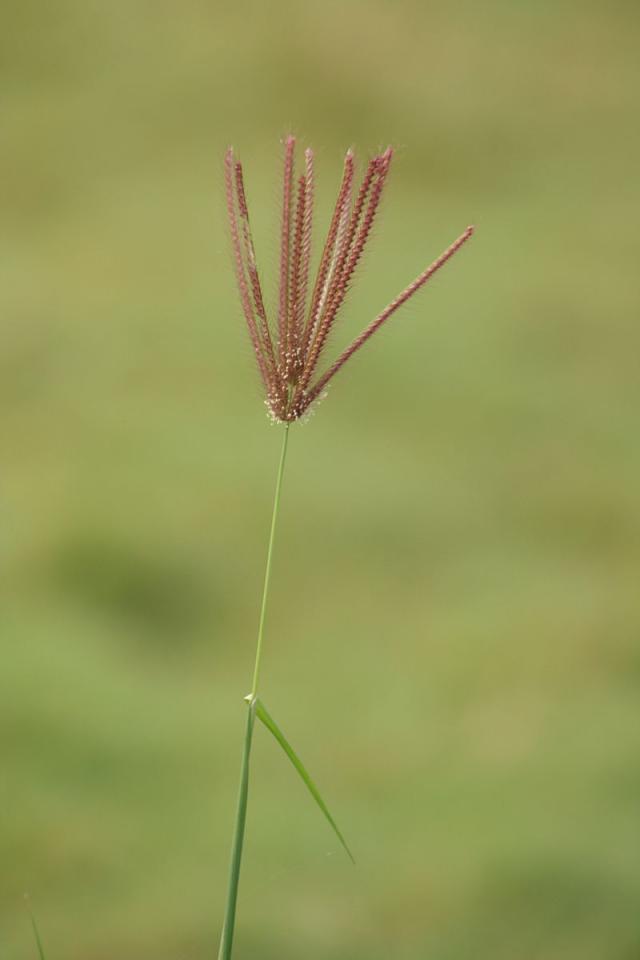 Goose grass (Eleusine indica) inflorescence