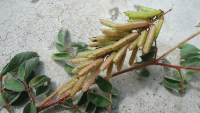 Hairy indigo (Indigofera hirsuta), fruits, Brazil