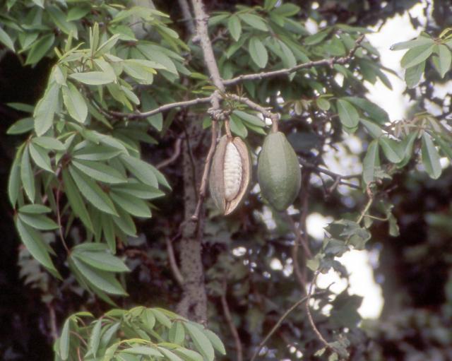 Kapok fruits and kapok fibre