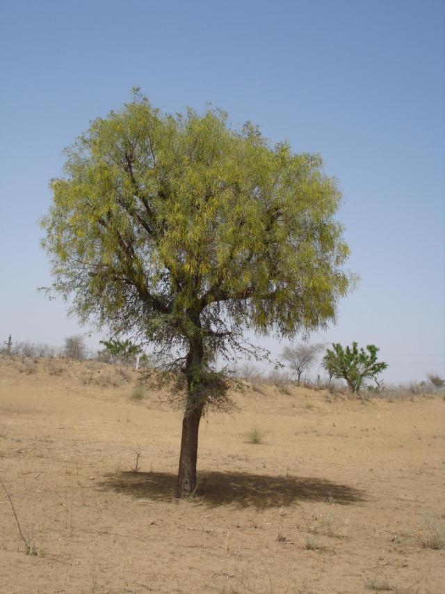 Prosopis (Prosopis cineraria) tree