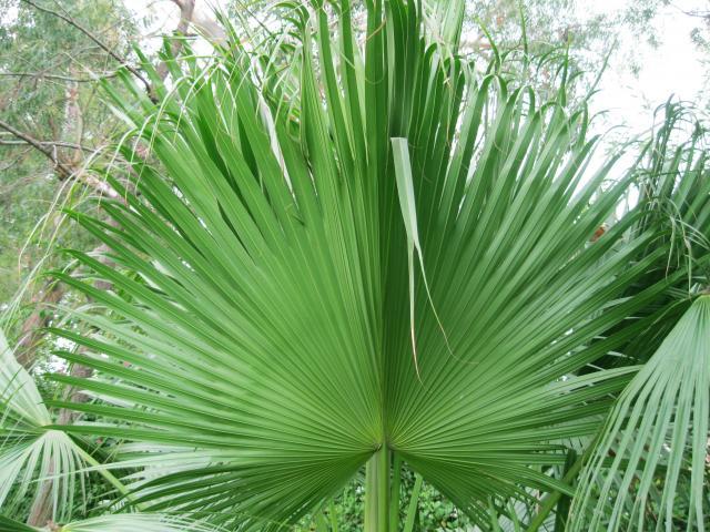 Leaf of date palm