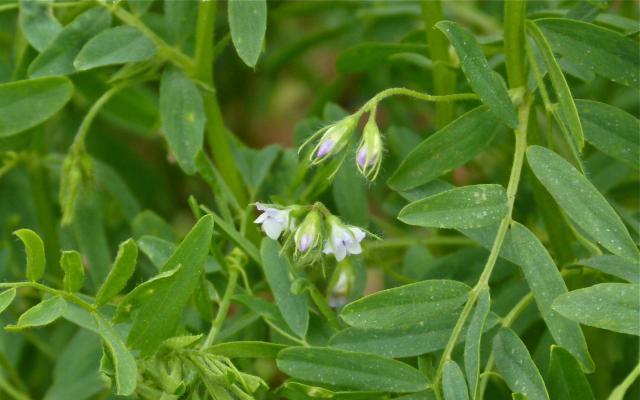 Flowers of Lens culinaris in Meknès, Morocco