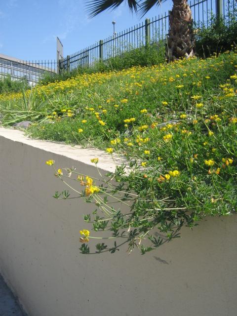 Bird's foot trefoil (Lotus corniculatus), habit, Spain