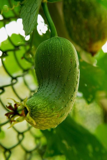 Luffa (Luffa aegyptiaca) fruits, Taipei, Taiwan