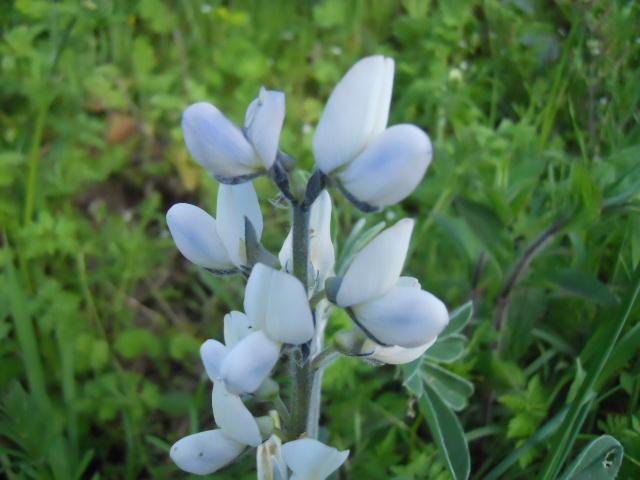 Flowers of white lupin (Lupinus albus), Grosseto, Tuscany, Italy