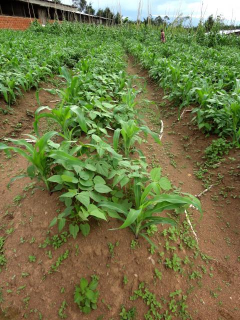 Common bean cultivated in association with maize