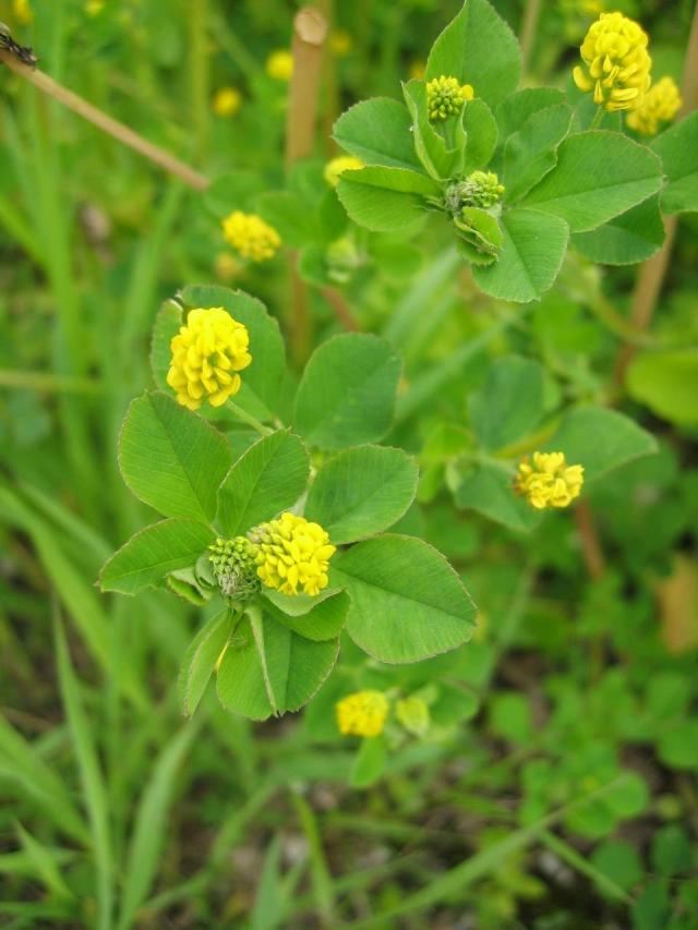 Black medic (Medicago lupulina), foliage and flowers