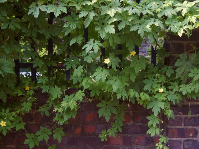 Bitter melon (Momordica charantia) climbing habit