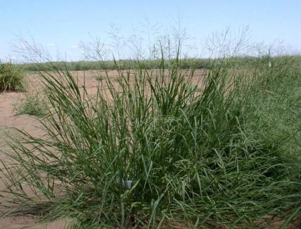 Coloured Guinea grass