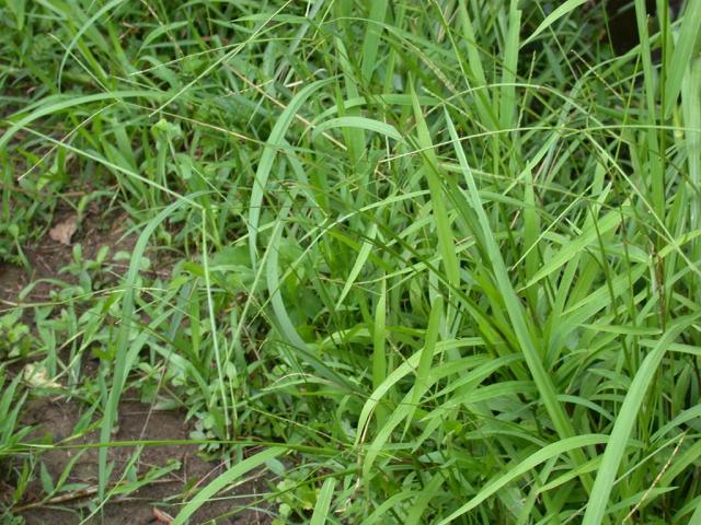 Buffalo grass (Paspalum conjugatum), habit, Japan