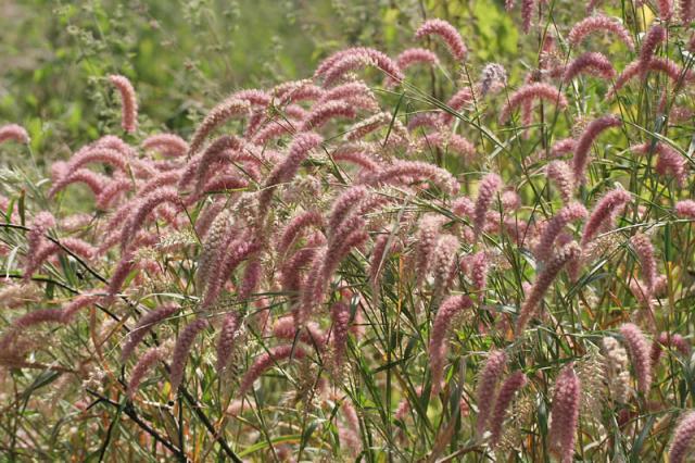 Nigeria grass (Pennisetum pedicellatum), India