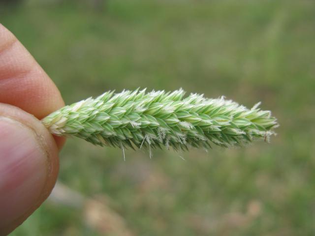 Flowerhead of bulbous canary grass (Phalaris aquatica)