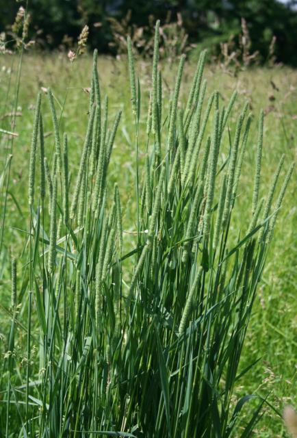 Timothy grass (Phleum pratense), habit, Austria