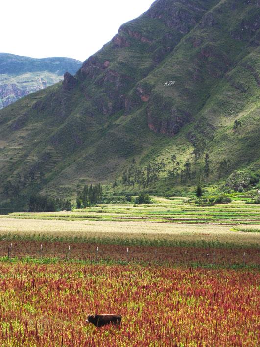 Quinoa (Chenopodium quinoa) field