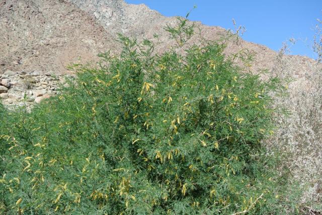 Velvet mesquite (Prosopis velutina) habit with leaves and flowers