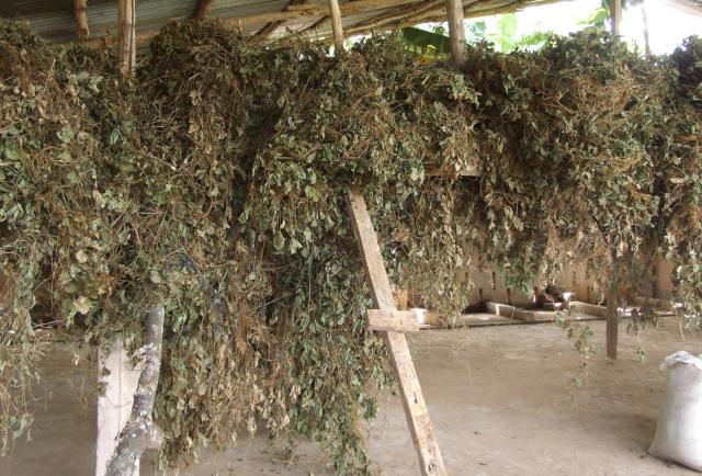 Tropical kudzu (Pueraria phaseoloides), dried for hay