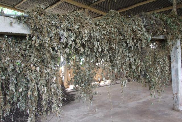 Tropical kudzu (Pueraria phaseoloides), dried for hay