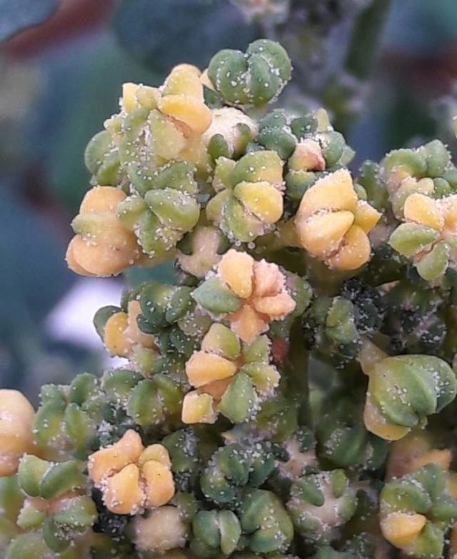 Quinoa flowers and seeds