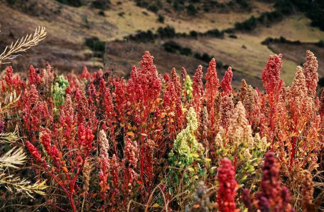 Quinoa (Chenopodium quinoa) panicle