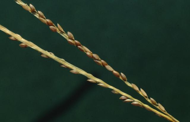 Two-branched spike of fonio