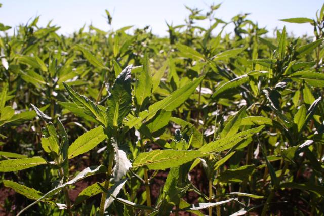Niger (Guizotia abyssinica) crop