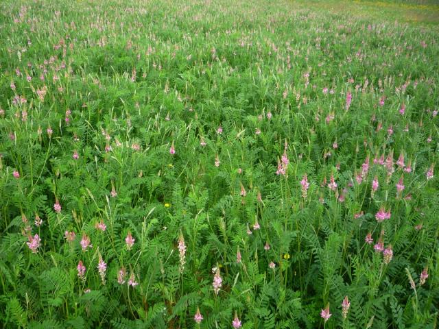 Sainfoin