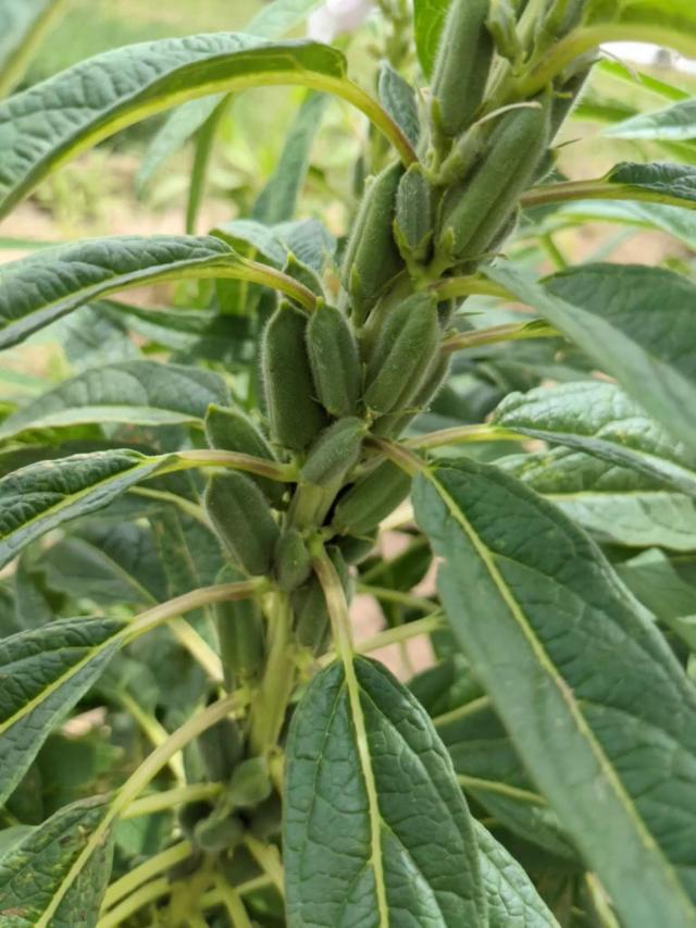 Picture of sesame pods