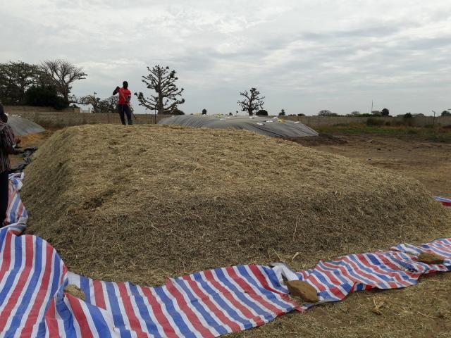 Sorghum silage