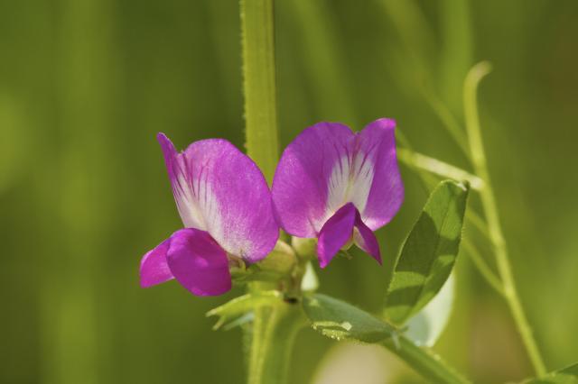 Flowers of the common vetch, Chemnitz, Germany