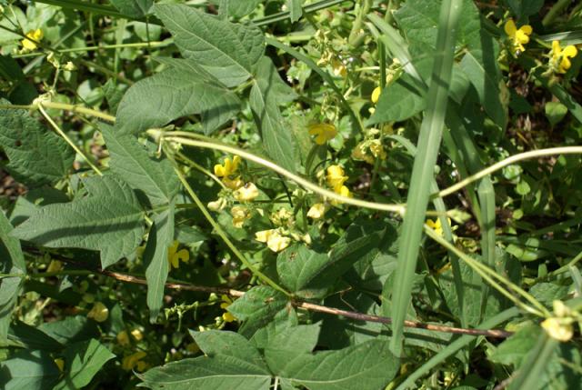 Moth bean (Vigna aconitifolia) foliage and flowers