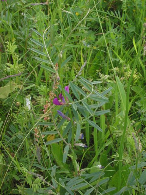 Vicia sativa 