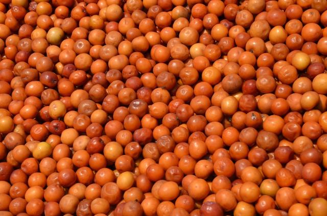 Indian jujube (Ziziphus mauritiana), fruits for sale, Zambia