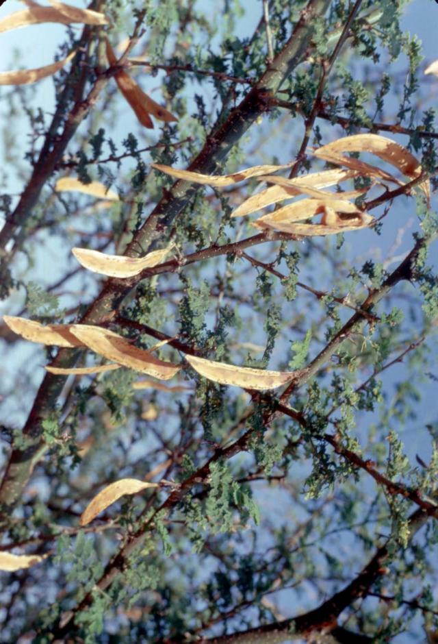Acacia (Acacia brevispica) mature pods
