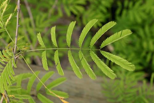 Acacia (Acacia brevispica) leaves